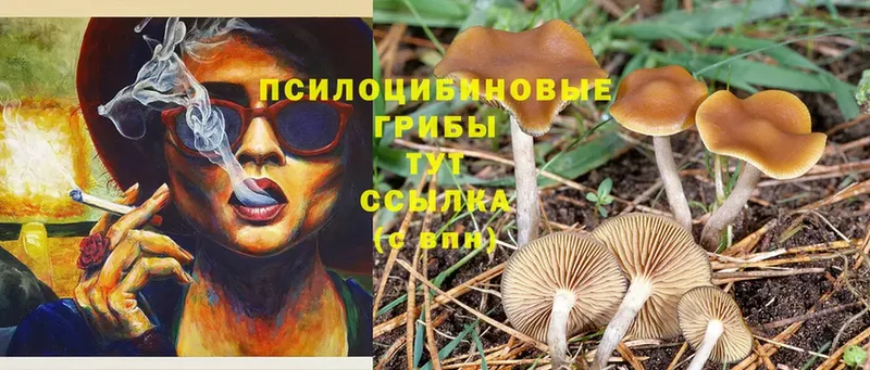 кракен вход  Кемь  Галлюциногенные грибы Psilocybe 